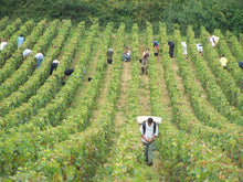 Load image into Gallery viewer, 法國 Confiture Parisienne 紅酒雜果醬 250g - Club France Hong Kong