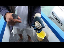 Load and play video in Gallery viewer, French SPECIALE ANCELIN Oysters (24 pieces)