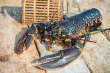 Load image into Gallery viewer, 法國 布列塔尼藍龍蝦 - Club France Hong Kong