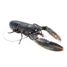 Load image into Gallery viewer, 法國 布列塔尼藍龍蝦 - Club France Hong Kong