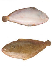 將圖片載入圖庫檢視器 法國 布列塔尼野生冰鮮龍脷魚 - Club France Hong Kong